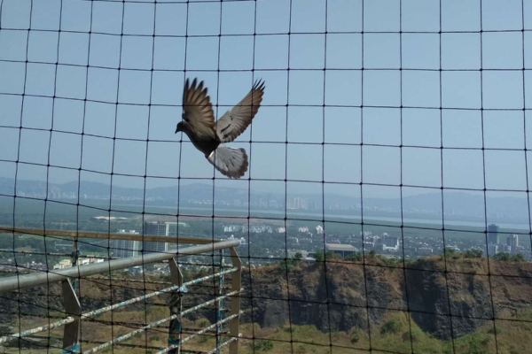 Residential Bird Netting